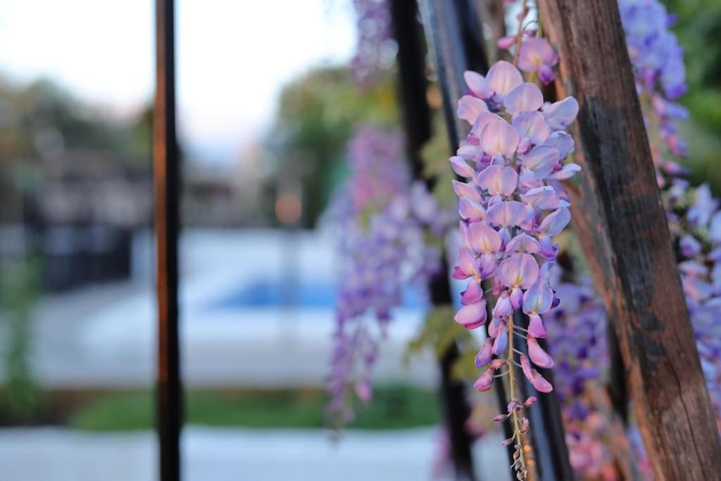 The Dream Holiday House Belicena エクステリア 写真